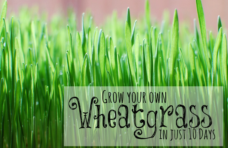 tanam wheatgrass 10 hari saja