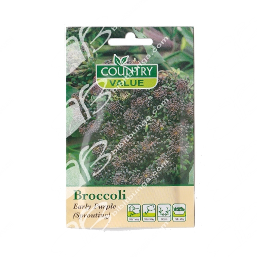 brokoli-early-purple-sprouting