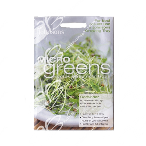 microgreens-coriander