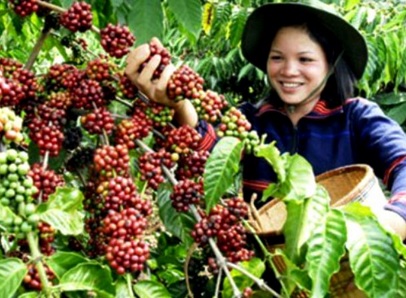 Pohon kopi Robusta lebih pendek, hanya sekitar 1 sampai 2 meter saja. Jadi lebih mudah dijangkau pada proses panen.