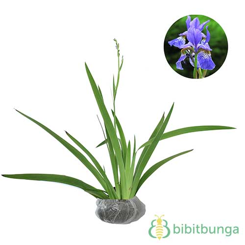Tanaman Iris Biru (Blue Iris)