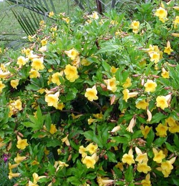 Paling Bagus 14+ Gambar Bunga Alamanda Kuning - Gambar Bunga Indah