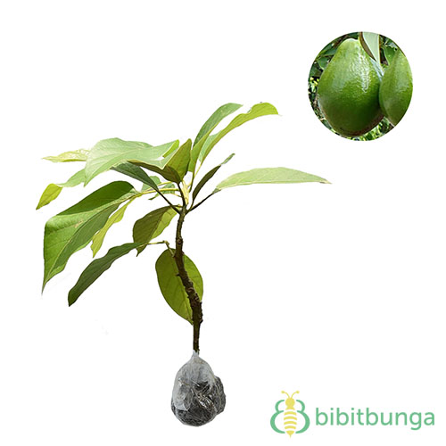 Tanaman Alpukat Miki  BibitBunga.com