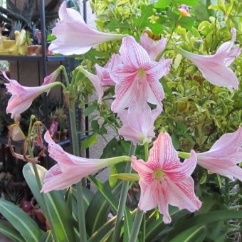 amarilis tanaman amaryllis variegata variegated bunga bibitonline hias bibitbunga pendek panas tahan