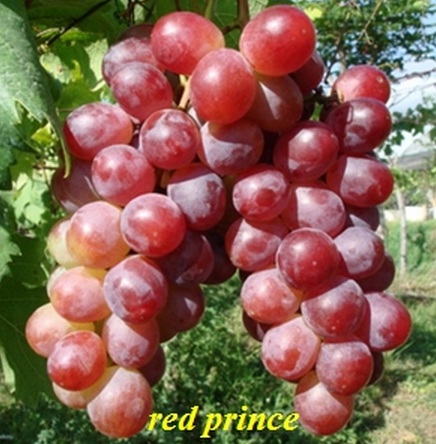 anggur-red-prince