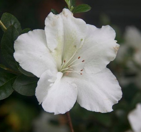 azalea-putih-single