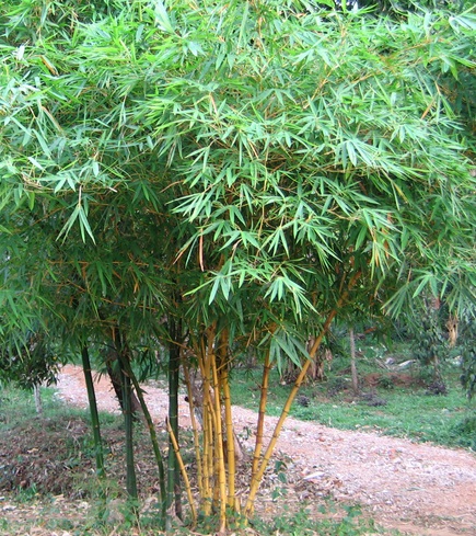 bambu-kuning-kecil