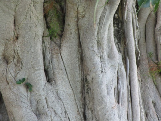 batang-pohon-bodhi