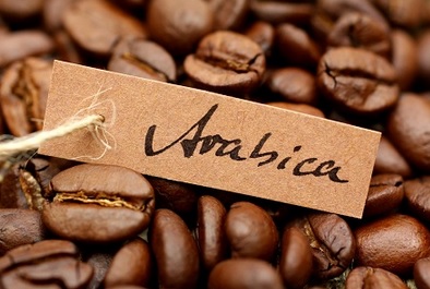 Bentuk biji kopi Arabika yang cenderung lonjong.