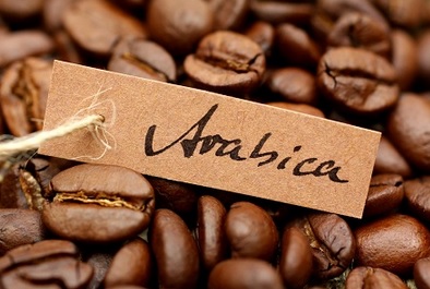 Perbedaan antara kopi Arabika dan Robusta sanggup dilihat dari perbedaan bentuk bijinya Perbedaan Kopi Arabika dan Robusta