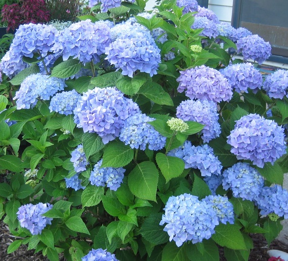 blue-mophead-hydrangea