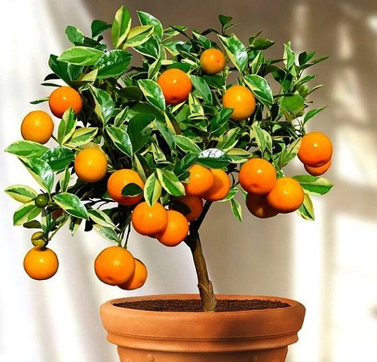 jeruk kalamondin dibuat jadi bonsai atau miniature tree