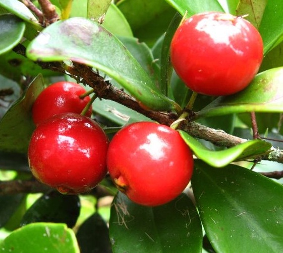 buah-beach-cherry