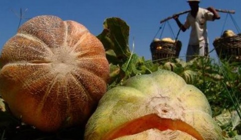 Kulit buah blewah yang berwarna orange dengan bintil Manfaat Buah Blewah Bagi Kesehatan