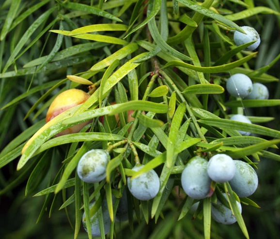 Bentuk daun dan juga buah dari lohansung atau Buddhist Pine.