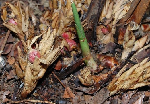 Kapulaga tumbuh berumpun dengan buahnya yang menjalar didekat pangkal batangnya. Buahnya tumbuh bersama tandasnya yang juga menjalar diatas permukaan tanah.
