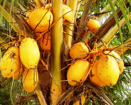 buah-kelapa-gading