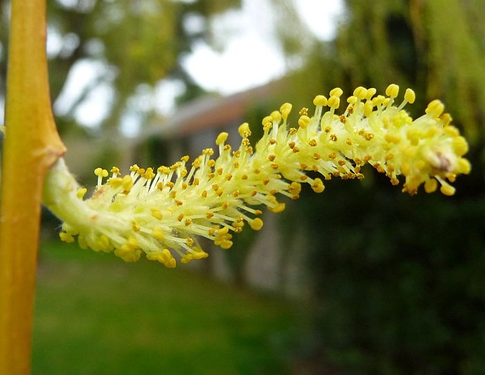 Bentuk bunga dari babylon willow.