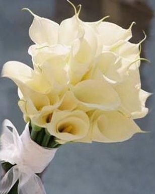 Bunga Calla lily biasanya digunakan sebagai bunga buket pengantin yang mencerminkan unsur elegan dan keanggunan.