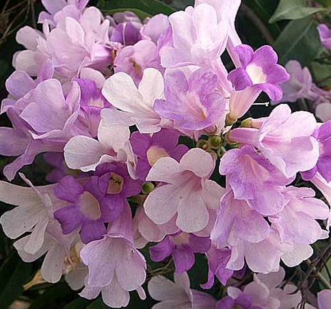 bunga-garlic-vine