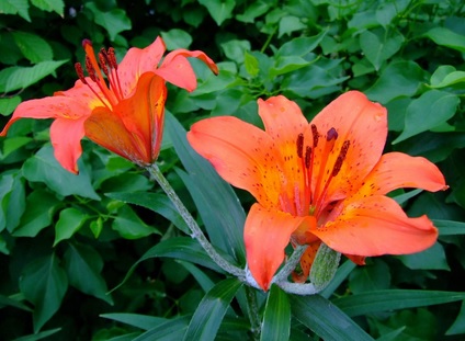 Lily berwarna orange dilambangkan sebagai kesombongan.
