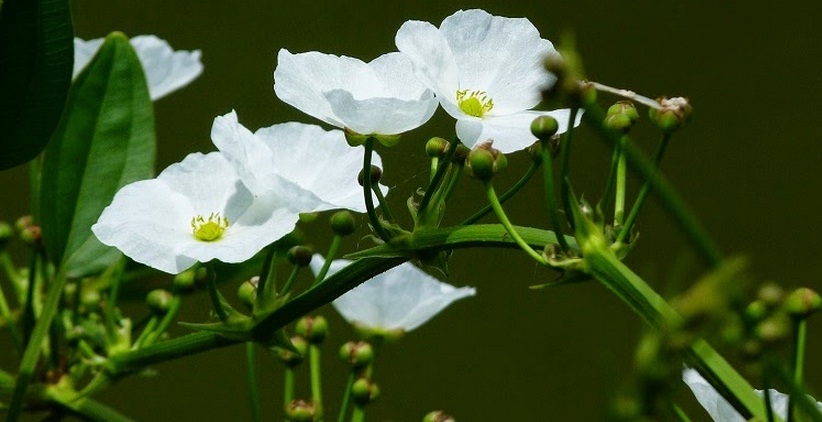 bunga-mexican-sword-plant