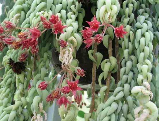 bunga-sedum-morganianum