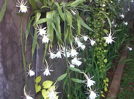 Bunga wijaya kusuma tumbuh di tepi daunnya yang menjuntai ke bawah.