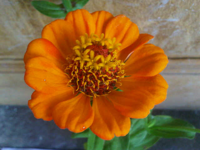 bunga-zinnia-orange