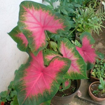 Tanaman Caladium  Bicolor Pinkburst BibitBunga com