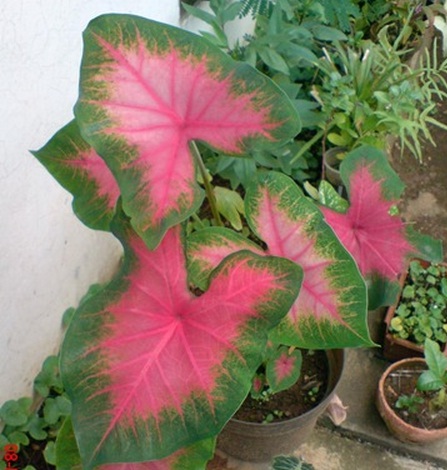 Tanaman Caladium Bicolor 'Pinkburst' - BibitBunga.com