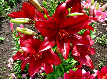 Kemakmuran dan kekayaan yang berlimpah merupakan lambang dari lily merah.