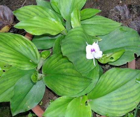 Pada umumnya jumlah daun kencur tidak lebih dari 4 helai daun dan memiliki bunga kecil berkelopak putih.
