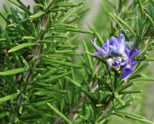 Bentuk daun rosemary yang mirip jarum dan bungaanya yang berwarna ungu Manfaat Rosemary untuk Kesehatan