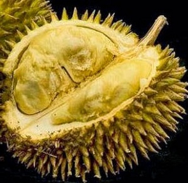 durian-kumbokarno