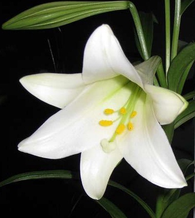 easter-lily