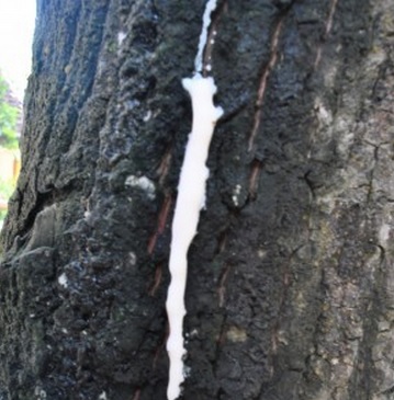Batang pohon buah sawo yang bertekstur kasar menghasilkan getah berwarna putih yang disebut dengan lateks.