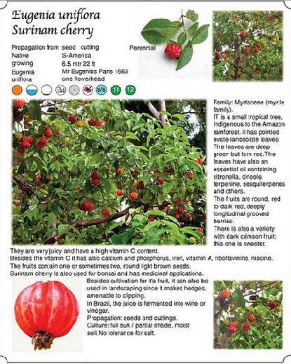 infographic-surinam-cherry