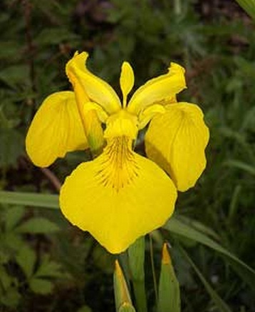 iris-kuning-yellow-iris