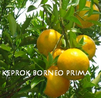 jeruk-keprok-borneo-prima