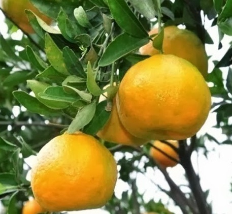 jeruk-keprok-brazil