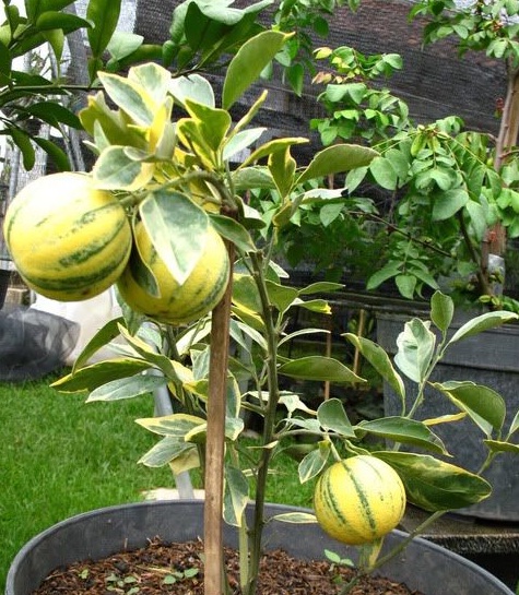 jeruk-variegata