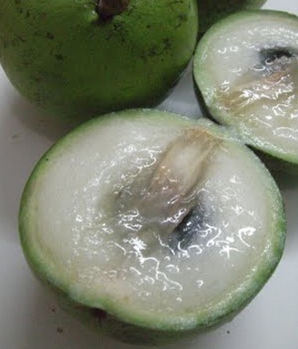 kenitu-sawo-durian