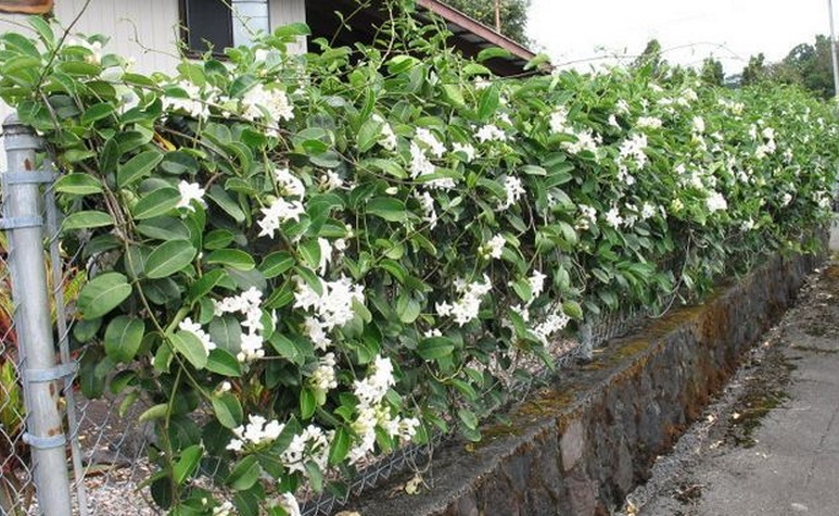 madagascar-jasmine-tanaman-rambat-pagar