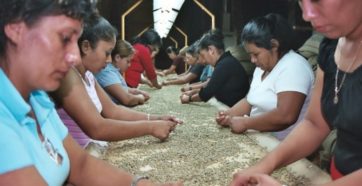 Sebagian besar masyarakat Brazil bekerja sebagai buruh di perkebunan kopi.