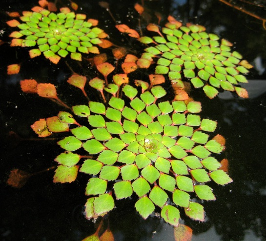 mosaic-plant