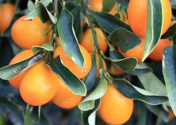 Buah kumquat nagami yang masih bergelantungan di pohon.