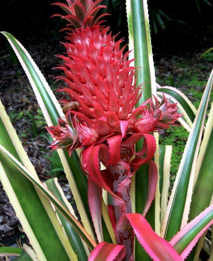 Jual Tanaman Nanas Merah Red Pineapple Bibitbunga Com
