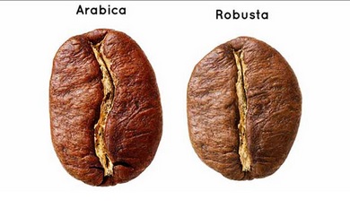 Perbedaan antara kopi Arabika dan Robusta dapat dilihat dari perbedaan bentuk bijinya.