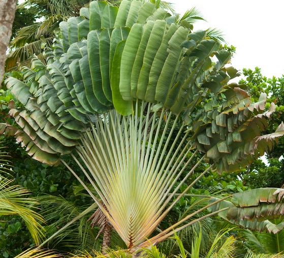 Tanaman Pisang Kipas (Traveller's Palm) - BibitBunga.com